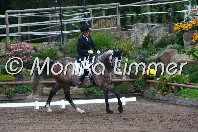 009M8365_Felino_Dressurpf A.JPG